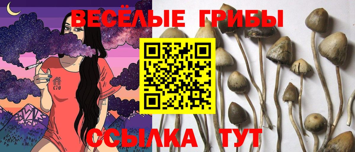 Галлюциногенные грибы мицелий Новозыбков